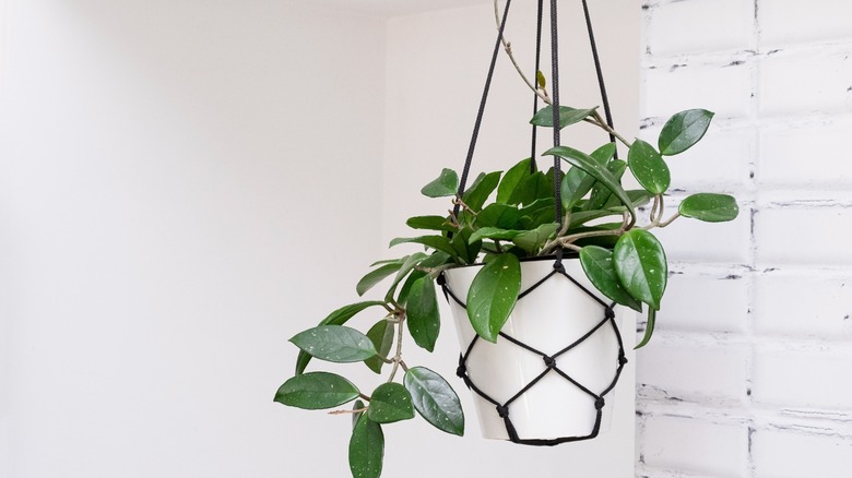 Hanging plant in white pot