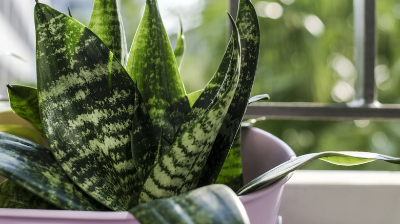 Snake plant in pink pot