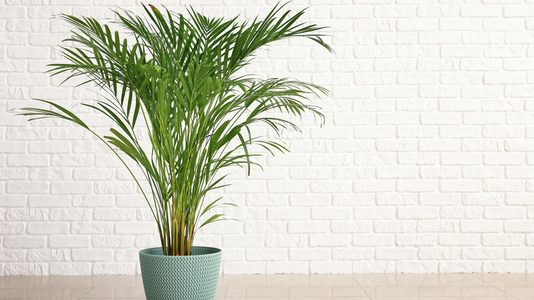 Areca Palm in green planter