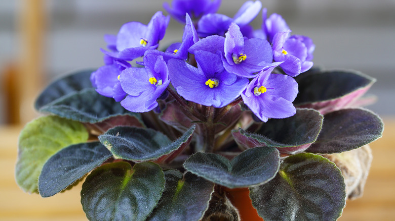 Single African Violet plant