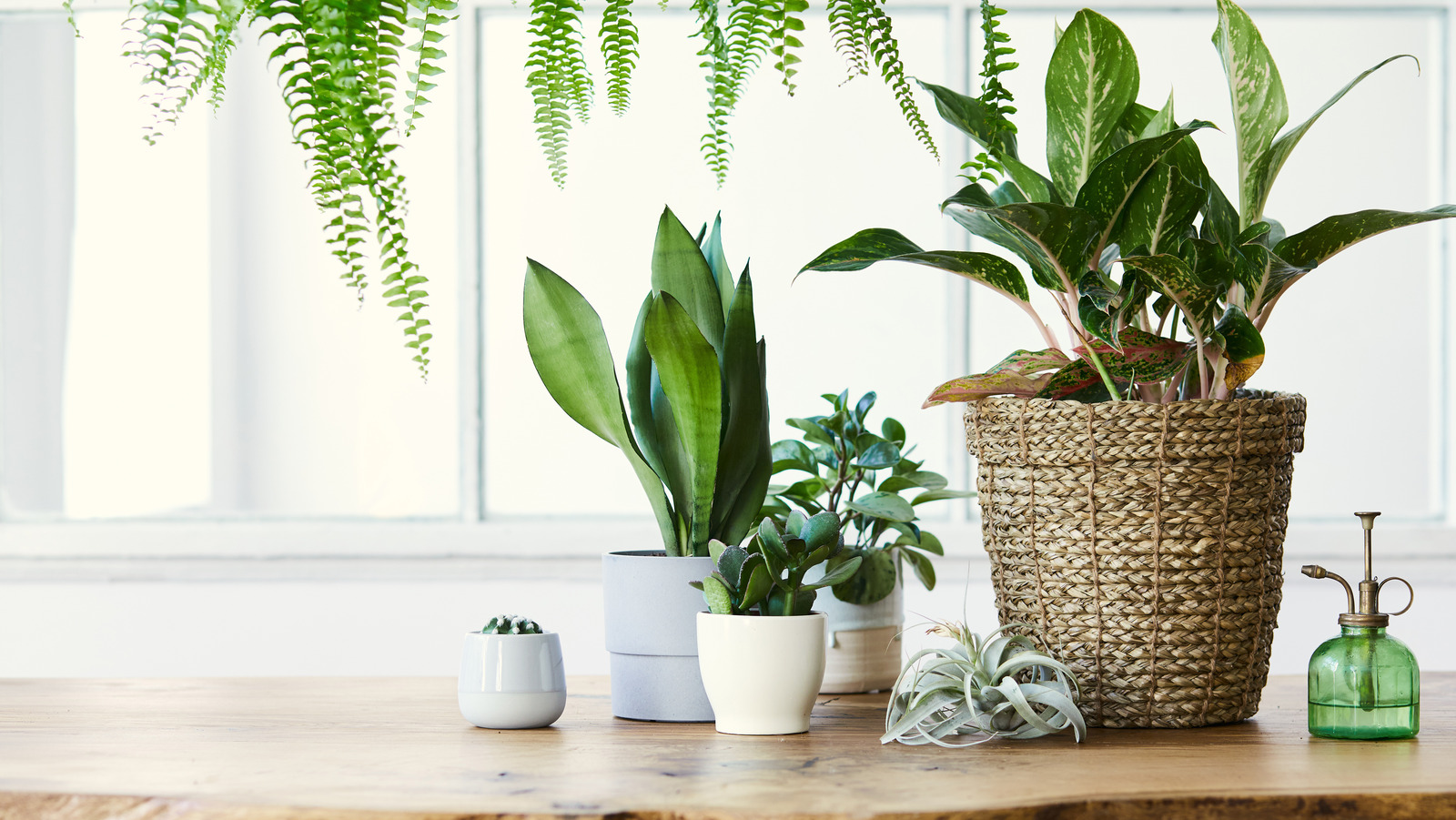 how-house-plants-can-be-beneficial-to-your-health