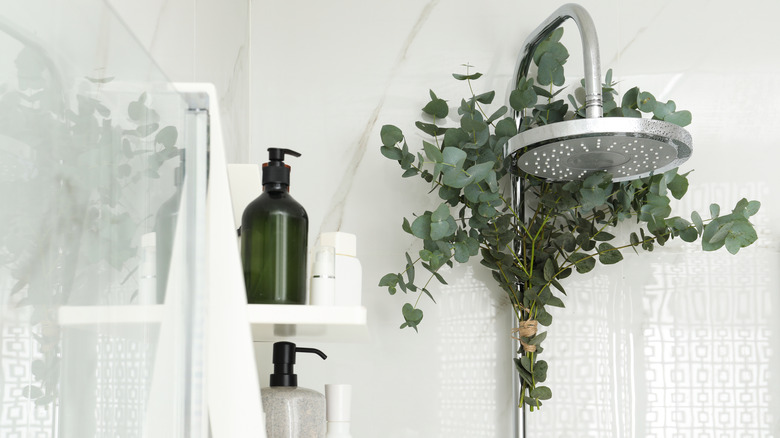 Shower with eucalyptus plant