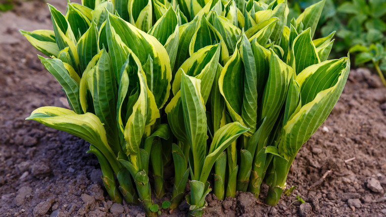 Hostas coming out of ground