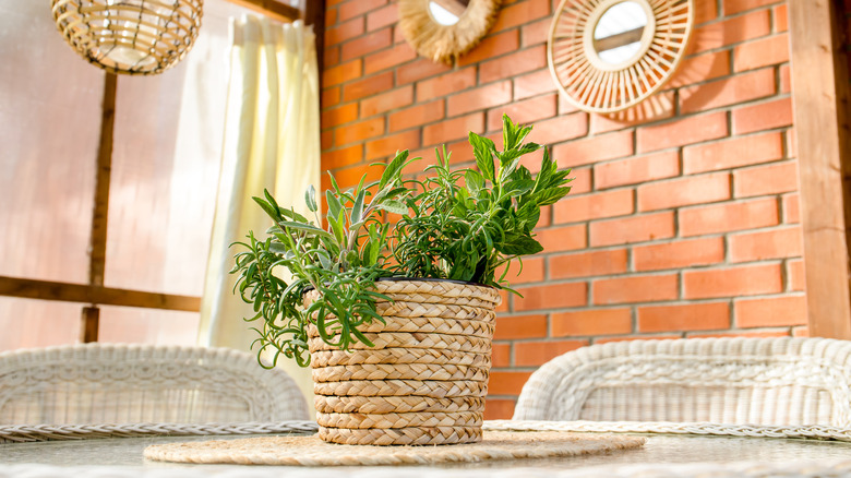 bug repellent plant on patio table