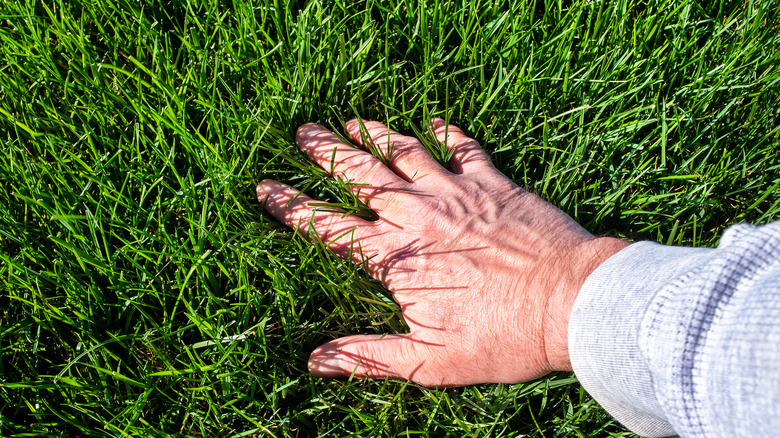 Person touching longer grass