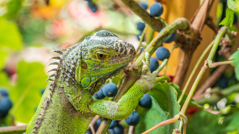 green iguana eating grapes