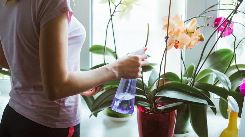 woman watering orchids
