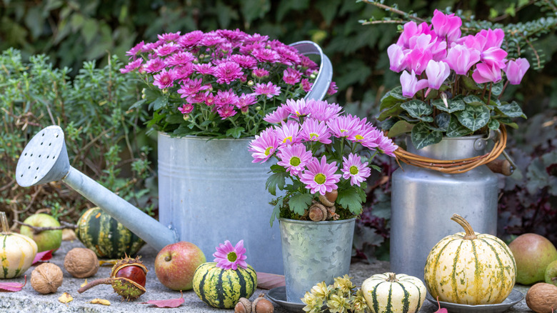 A beautiful fall garden display with purple and pink chrysanthemums in a metal watering can and pot, a pink cyclamen in a milk can, and a scattering of small pumpkins around the base