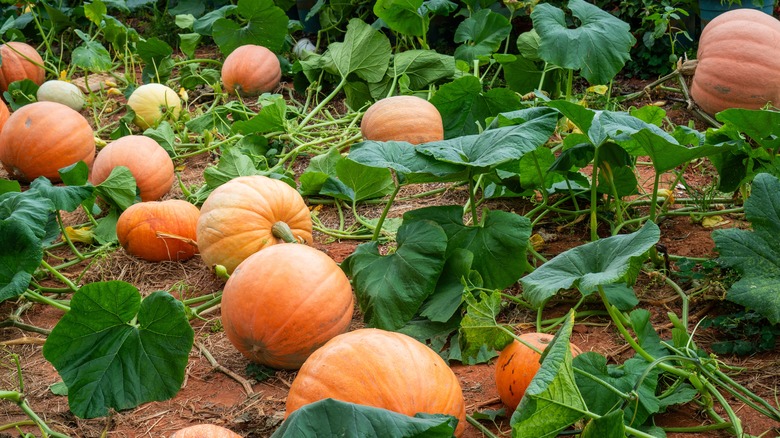 Mature pumpkins on vine