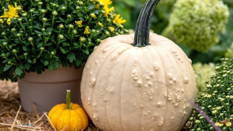 White pumpkin and gourd display