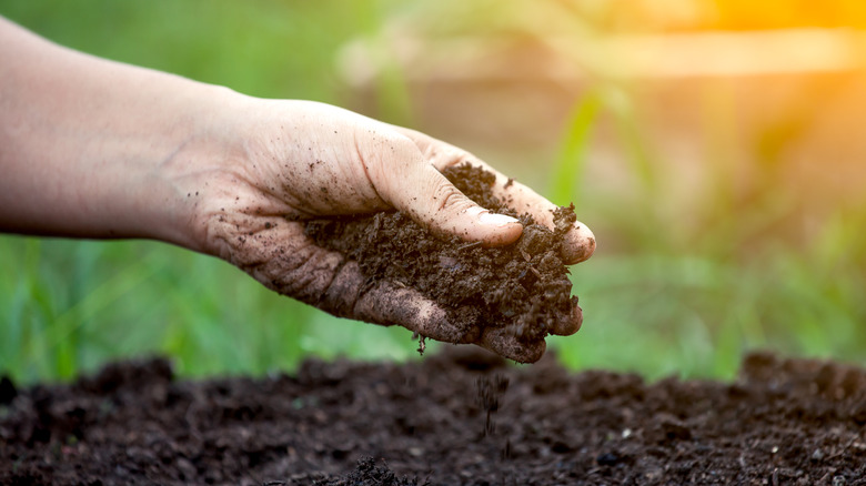 Judging soil moisture by hand