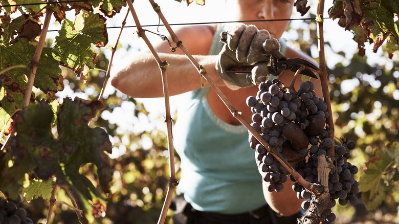 Woman pruning grapes