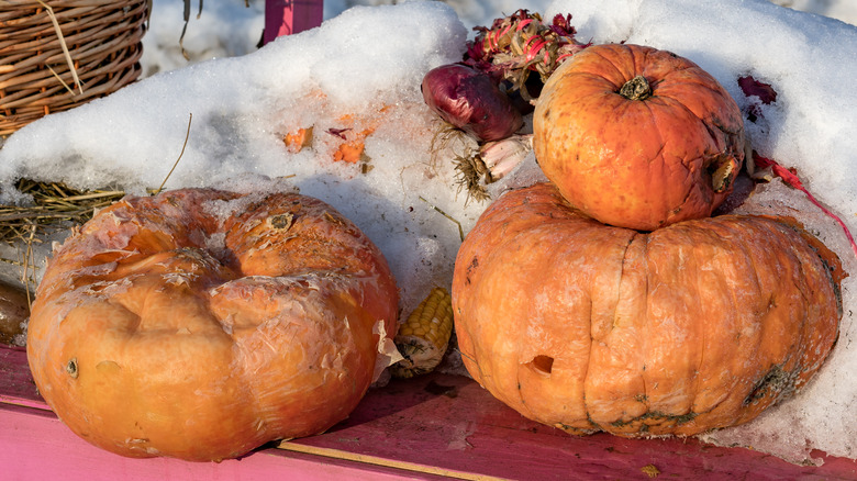 rotting pumpkins 