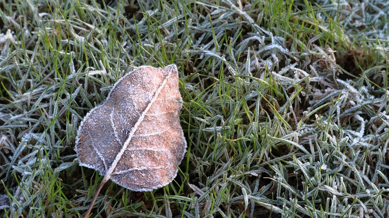 Lawn and fallen leaf covered in frost