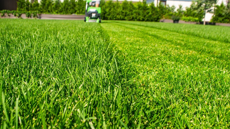 Close up of a healthy, partially mowed lawn