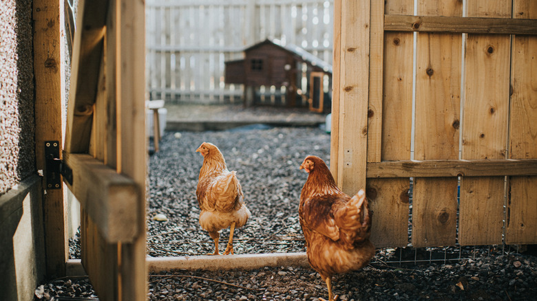 Two red chickens walk through their open coop door