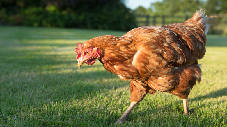 A red hen stares into the cut grass for food