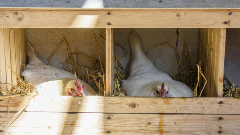 Two white chickens relax inside their wooden nesting boxes