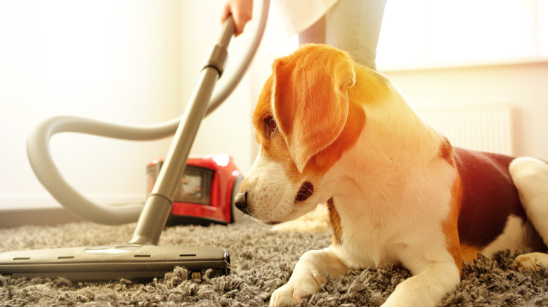 Vacuuming with a dog