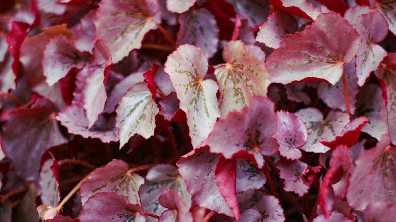 Rex begonia leaves