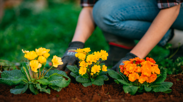 Plants being placed in flower bed