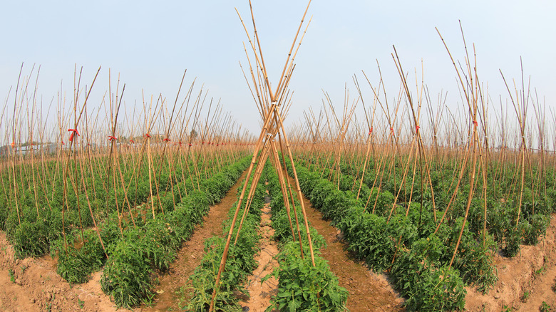 tomato crop supported on bamboo