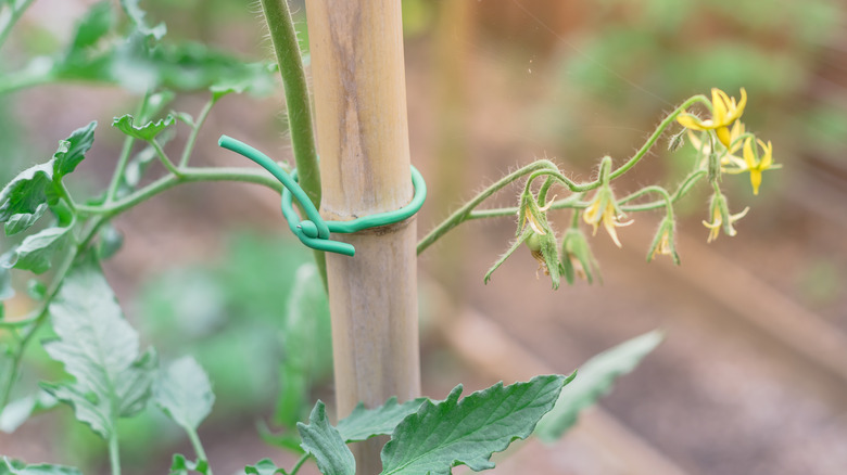 tomato plant tied to bamboo 