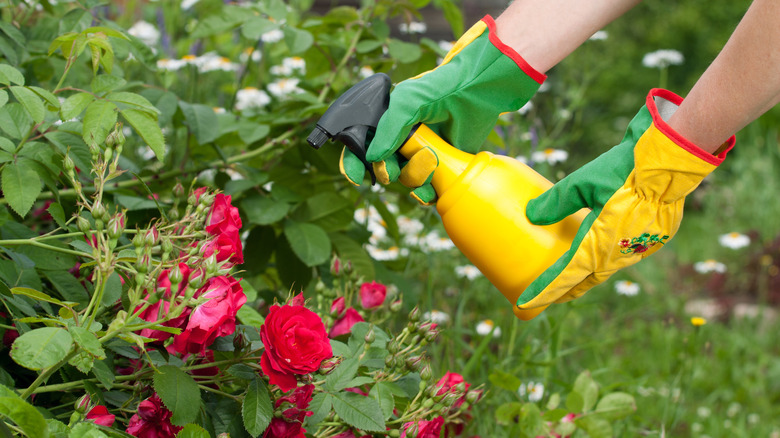 spraying roses