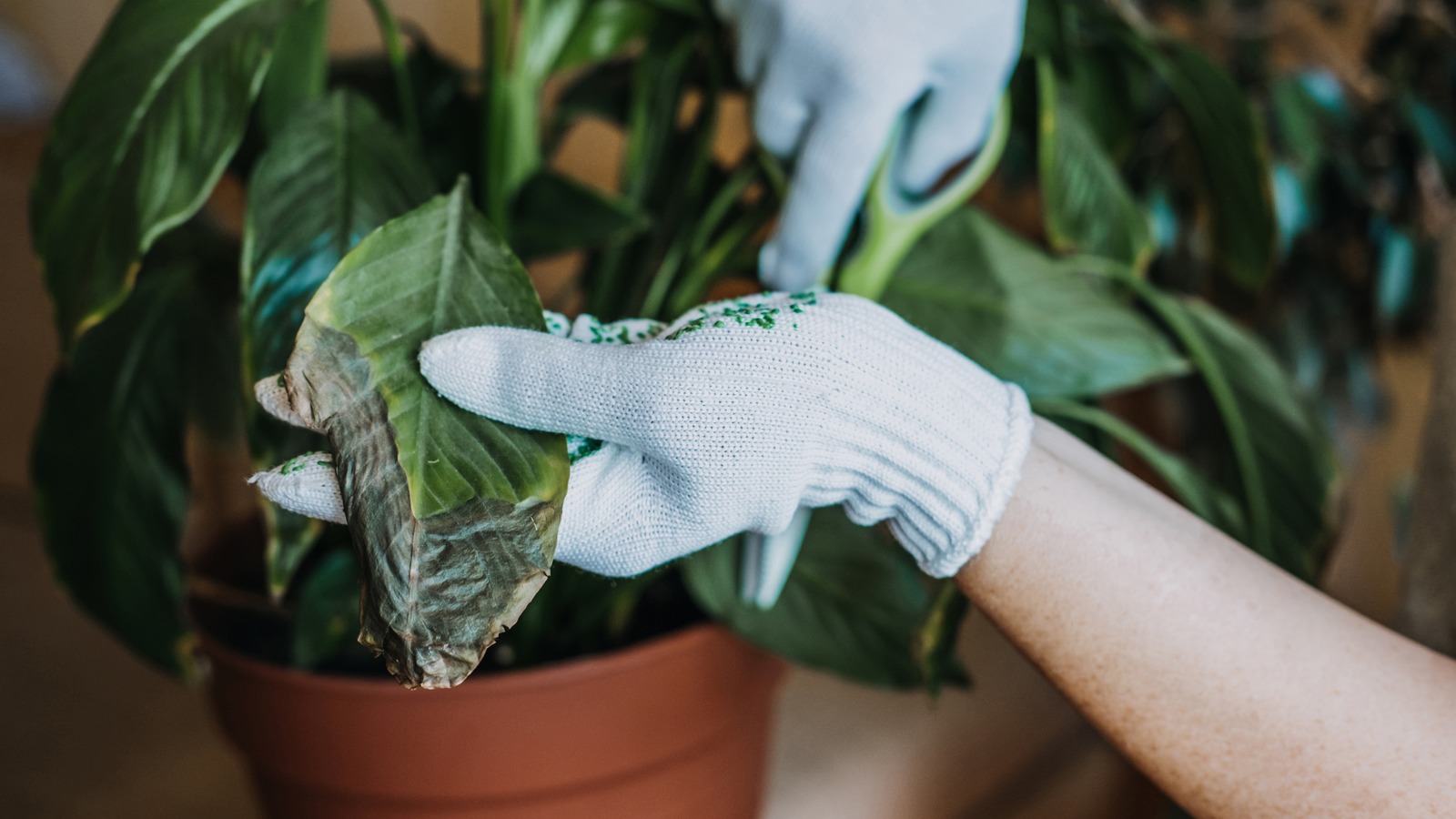 How Milk & Cinnamon Could Save Your Sick Plants