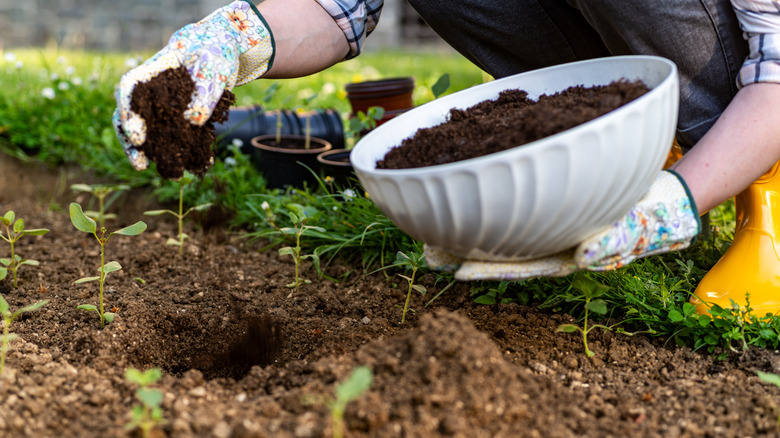 Gardener adds a handful of compost to her garden