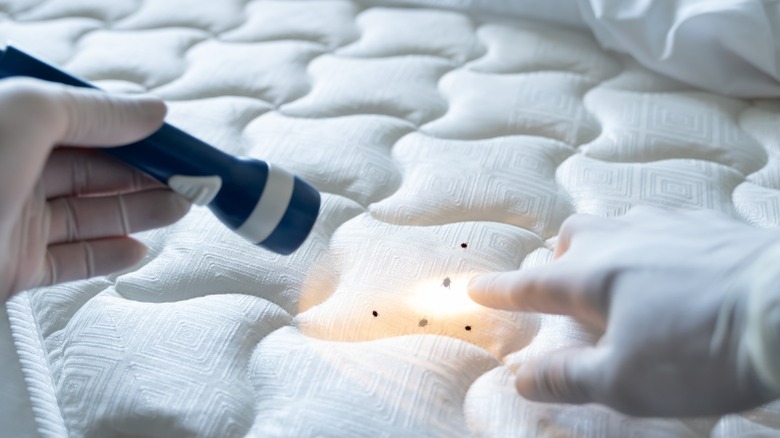 Flashlight shows bedbugs on mattress 