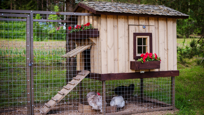 Chickens in chicken coop