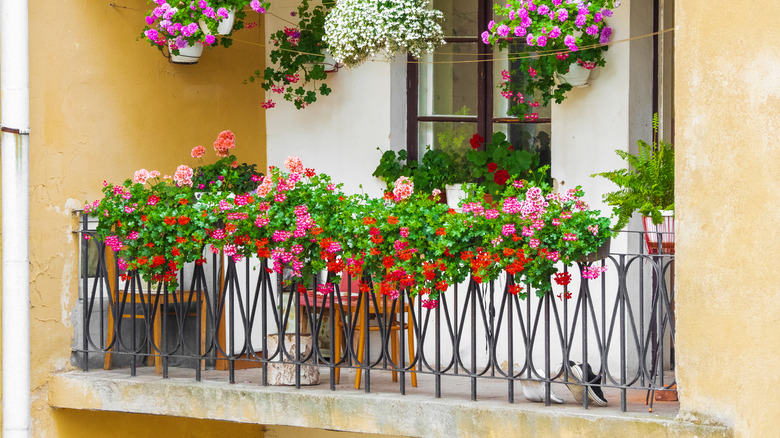 flowers on a balcony
