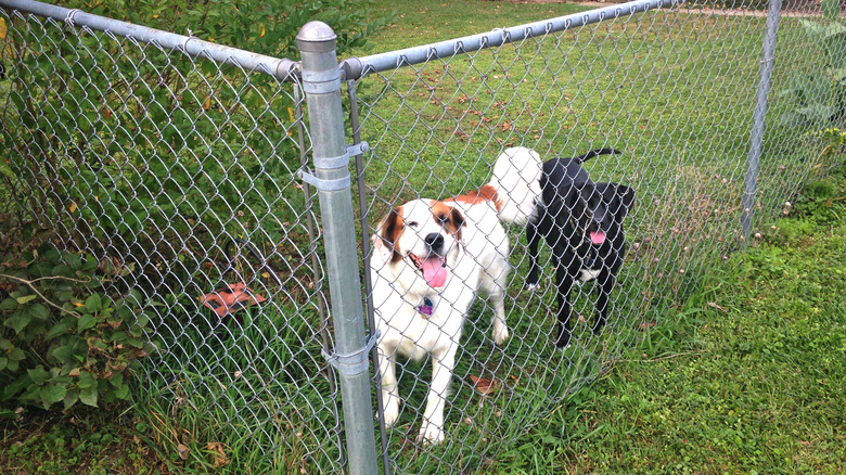 Dogs behind chain-link fence