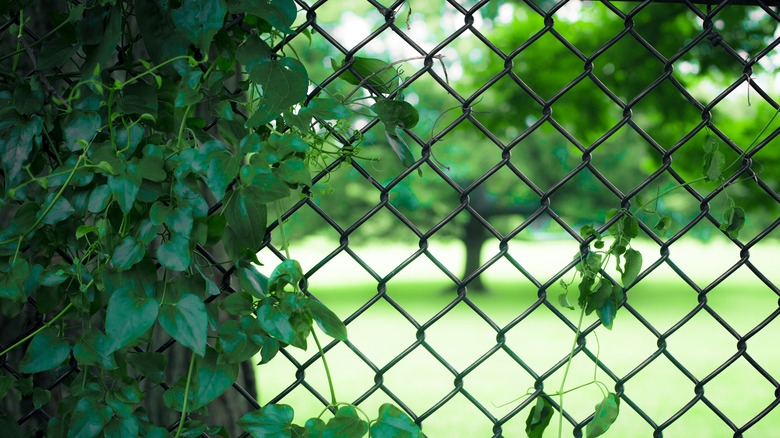 Ivy on chain-link fence