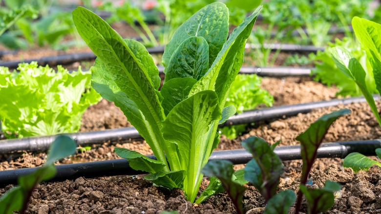 Irrigation system