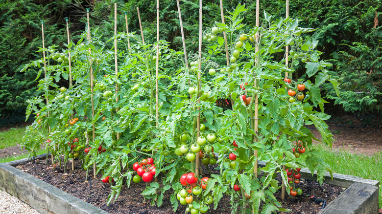 Tomatoes in raised bed