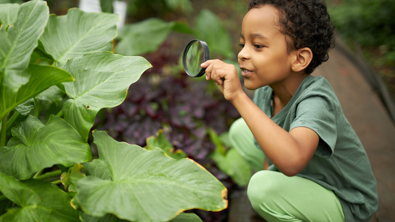 Little boy inspecting plants