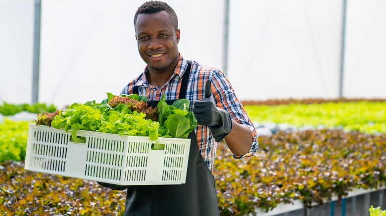 Man holding greenhouse harvest