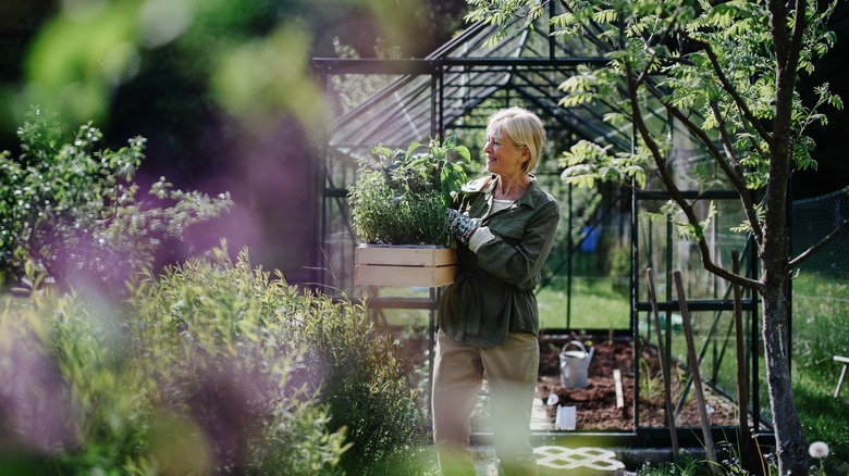 Woman gardening in greenhouse