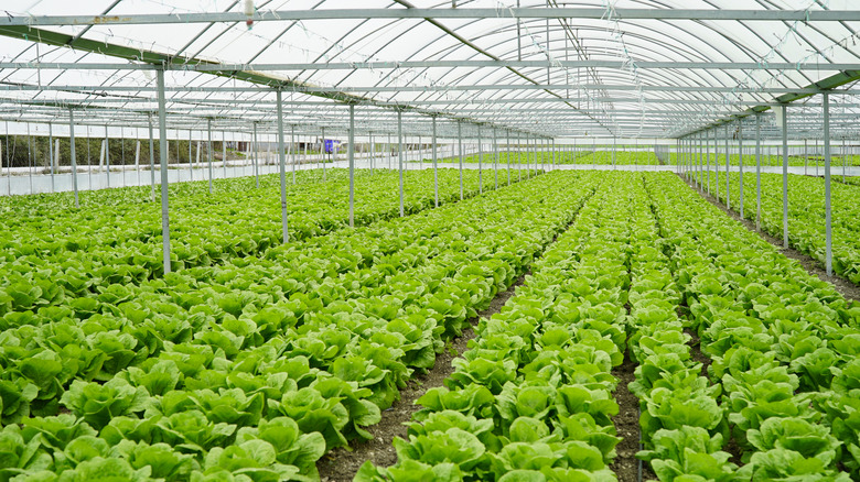 Lettuce in commercial greenhouse