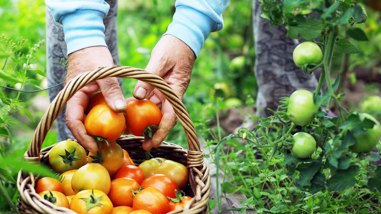 Harvesting tomatoes