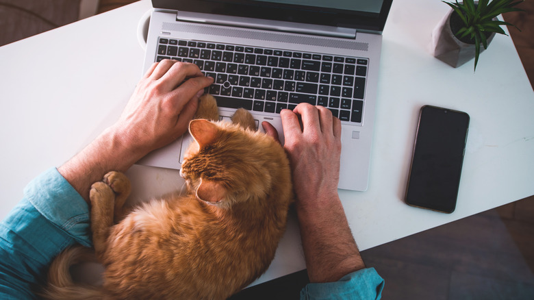 typing on laptop with cat