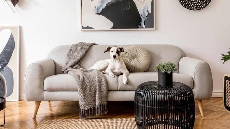 Modern sofa with dog