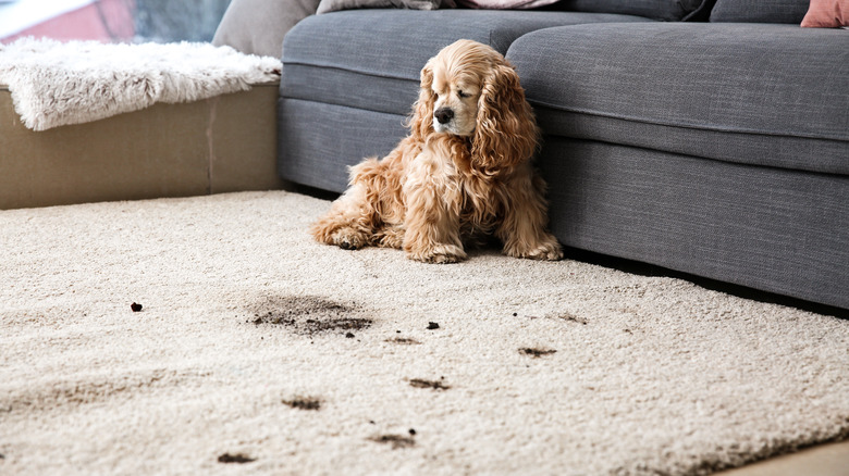 dog and mud on carpeting