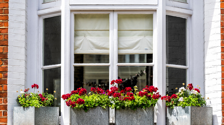 large bay window with flowers