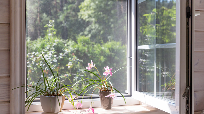 flowers in windowsill