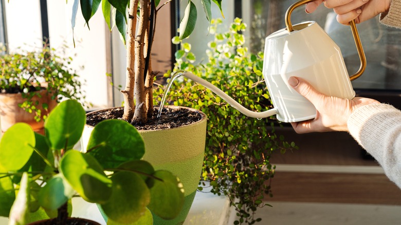 watering plants on windowsill