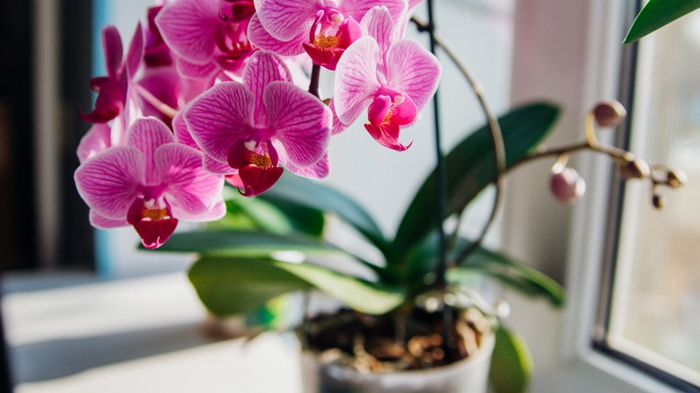 flowerpot on windowsill