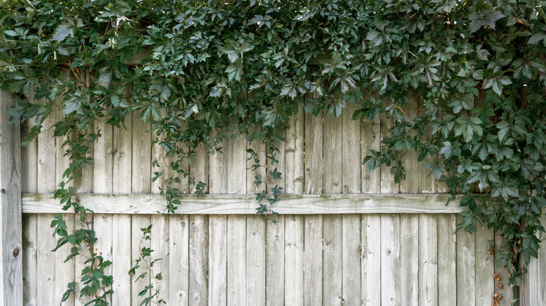 Ivy on wooden fence
